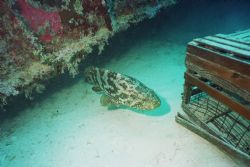 Grouper swimming out from under Spiegel Grove Wreck off K... by Michael Sacito 